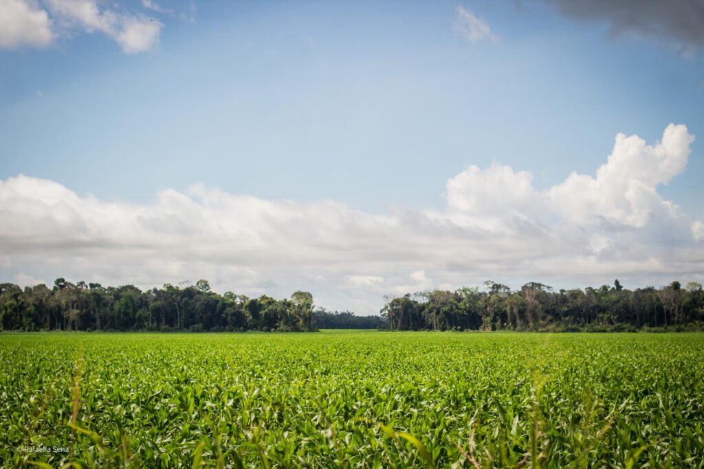 Milho plantado em um sistema consorciado com soja no Planalto de Santareno, Santarém, Pará, Brasil. Foto: Rafaella Sena.