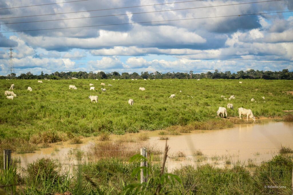 Criação de gado na região do Tapajós, Santarém, Brasil. Foto: Rafaella Sena.